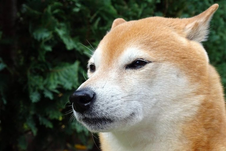 Would You Invest $1,000 in Shiba Inu (SHIB) or Ethereum?